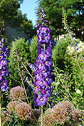 Pacific Giant King Arthur Larkspur (Delphinium 'King Arthur') at Parkland Garden Centre