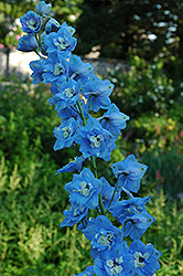 Pacific Giant Summer Skies Larkspur (Delphinium 'Summer Skies') at Parkland Garden Centre