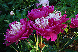 White Cap Peony (Paeonia 'White Cap') at Parkland Garden Centre