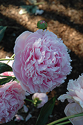 Shirley Temple Peony (Paeonia 'Shirley Temple') at Parkland Garden Centre