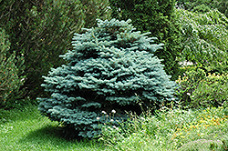 Globe Blue Spruce (Picea pungens 'Globosa') at Parkland Garden Centre