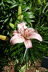 Corsica Lily (Lilium 'Corsica') at Parkland Garden Centre