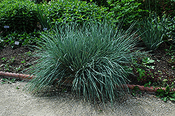 Blue Oat Grass (Helictotrichon sempervirens) at Parkland Garden Centre