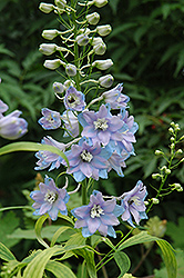 Pacific Giant Guinevere Larkspur (Delphinium 'Guinevere') at Parkland Garden Centre