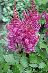 Visions Astilbe (Astilbe chinensis 'Visions') at Parkland Garden Centre
