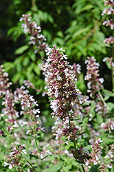 Dawn To Dusk Catmint (Nepeta grandiflora 'Dawn To Dusk') at Parkland Garden Centre