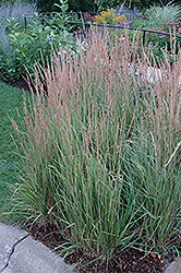 Variegated Reed Grass (Calamagrostis x acutiflora 'Overdam') at Parkland Garden Centre