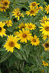 Loraine Sunshine False Sunflower (Heliopsis helianthoides 'Loraine Sunshine') at Parkland Garden Centre