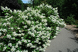 Pink Diamond Hydrangea (Hydrangea paniculata 'Pink Diamond') at Parkland Garden Centre