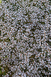 German Statice (Goniolimon tataricum) at Parkland Garden Centre