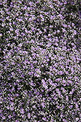 Sea Lavender (Limonium latifolium) at Parkland Garden Centre