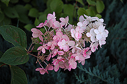 Pink Diamond Hydrangea (Hydrangea paniculata 'Pink Diamond') at Parkland Garden Centre