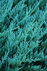 Blue Chip Juniper (Juniperus horizontalis 'Blue Chip') at Parkland Garden Centre
