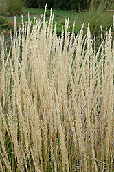 Karl Foerster Reed Grass (Calamagrostis x acutiflora 'Karl Foerster') at Parkland Garden Centre