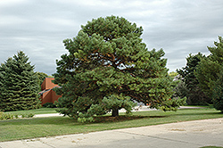Scotch Pine (Pinus sylvestris) at Parkland Garden Centre