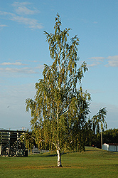 Cutleaf Weeping Birch (Betula pendula 'Dalecarlica') at Parkland Garden Centre