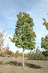 Unity Sugar Maple (Acer saccharum 'Unity') at Parkland Garden Centre