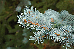 Blue Colorado Spruce (Picea pungens 'var. glauca') at Parkland Garden Centre