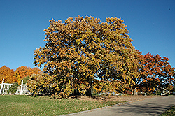 Bur Oak (Quercus macrocarpa) at Parkland Garden Centre