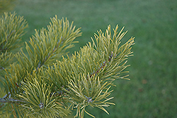 Scotch Pine (Pinus sylvestris) at Parkland Garden Centre