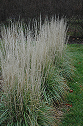 Avalanche Reed Grass (Calamagrostis x acutiflora 'Avalanche') at Parkland Garden Centre