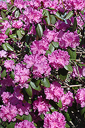 P.J.M. Rhododendron (Rhododendron 'P.J.M.') at Parkland Garden Centre