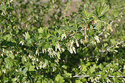 Pixwell Gooseberry (Ribes 'Pixwell') at Parkland Garden Centre