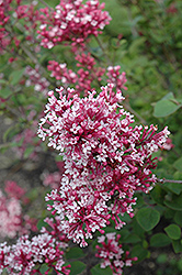 Fairytale Tinkerbelle Lilac (Syringa 'Bailbelle') at Parkland Garden Centre