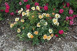 Morden Sunrise Rose (Rosa 'Morden Sunrise') at Parkland Garden Centre