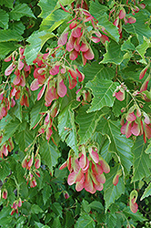 Amur Maple (multi-stem) (Acer ginnala '(multi-stem)') at Parkland Garden Centre