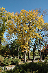 American Elm (Ulmus americana) at Parkland Garden Centre