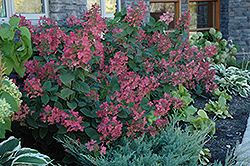 Pink Diamond Hydrangea (Hydrangea paniculata 'Pink Diamond') at Parkland Garden Centre