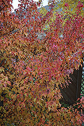 Embers Amur Maple (Acer ginnala 'Embers') at Parkland Garden Centre
