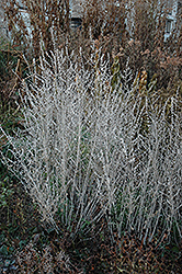 Russian Sage (Perovskia atriplicifolia) at Parkland Garden Centre