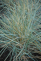 Blue Dune Lyme Grass (Leymus arenarius 'Blue Dune') at Parkland Garden Centre