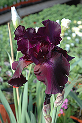 Superstition Iris (Iris 'Superstition') at Parkland Garden Centre