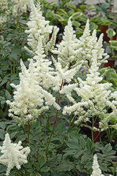 Bridal Veil Astilbe (Astilbe x arendsii 'Bridal Veil') at Parkland Garden Centre