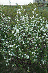 Northline Saskatoon (Amelanchier alnifolia 'Northline') at Parkland Garden Centre
