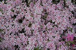 Candy Stripe Moss Phlox (Phlox subulata 'Candy Stripe') at Parkland Garden Centre