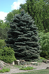 Fat Albert Blue Spruce (Picea pungens 'Fat Albert') at Parkland Garden Centre
