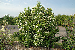 Nannyberry (Viburnum lentago) at Parkland Garden Centre