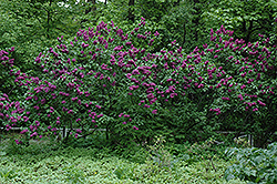 Charles Joly Lilac (Syringa vulgaris 'Charles Joly') at Parkland Garden Centre