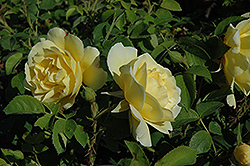 Topaz Jewel Rose (Rosa 'Topaz Jewel') at Parkland Garden Centre