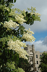 Ivory Silk Japanese Tree Lilac (Syringa reticulata 'Ivory Silk') at Parkland Garden Centre
