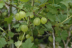 Hinnonmaki Yellow Gooseberry (Ribes uva-crispa 'Hinnonmaki Yellow') at Parkland Garden Centre