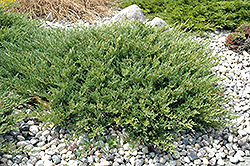 Andorra Juniper (Juniperus horizontalis 'Plumosa Compacta') at Parkland Garden Centre