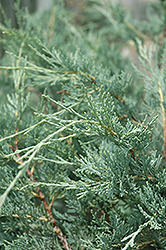 Moonglow Juniper (Juniperus scopulorum 'Moonglow') at Parkland Garden Centre