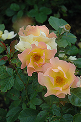 Morden Sunrise Rose (Rosa 'Morden Sunrise') at Parkland Garden Centre