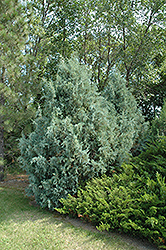 Wichita Blue Juniper (Juniperus scopulorum 'Wichita Blue') at Parkland Garden Centre