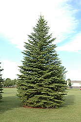 Colorado Spruce (Picea pungens) at Parkland Garden Centre